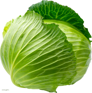 Cabbage PNG image-8787